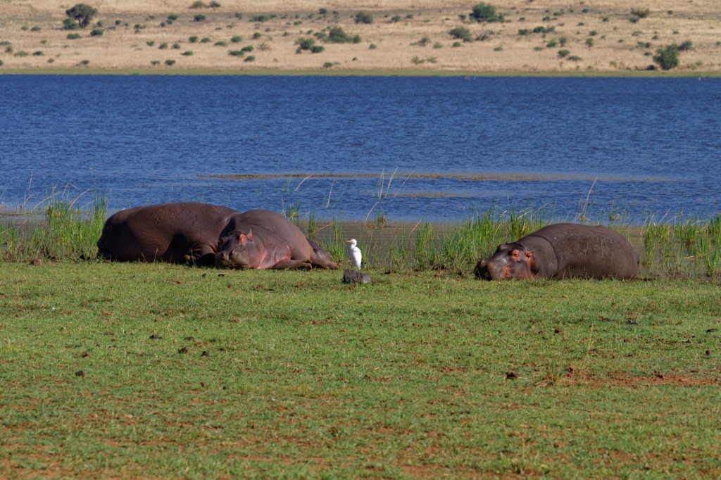 11 - Pilanesberg NP (7).jpg